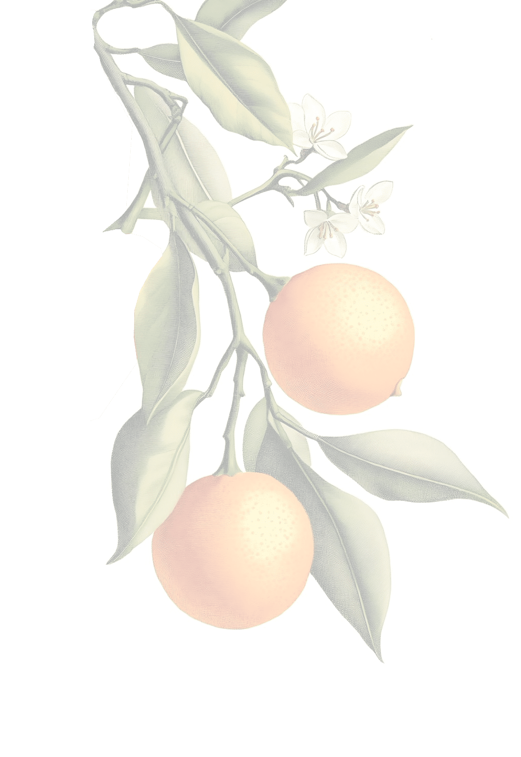 Lajanja importada